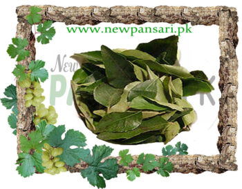 Kirananjo leaves Kirananjo Burg برگ کرنجوہ