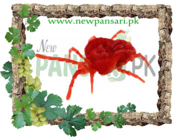Pure Red Velvet Mite (Beer Bahoti) بیر بہوٹی