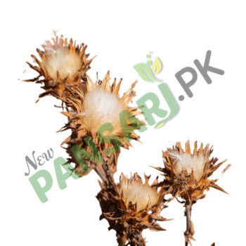 unth katara Milk Thistle ( Ount Katara ) اونٹ کٹارا