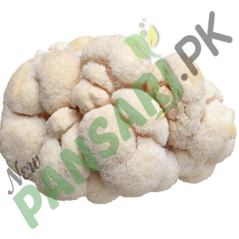 Lion’s Mane Mushrooms (Hericium erinaceus)