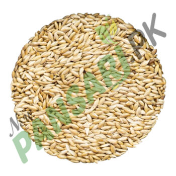 Canary Millet Phalaris canariensis