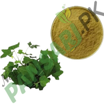 Ivy Leaf Extract Hedera Helix