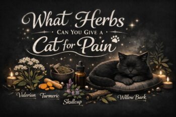 Amazing Herbs Black Seed Oil