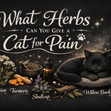 Amazing Herbs Black Seed Oil